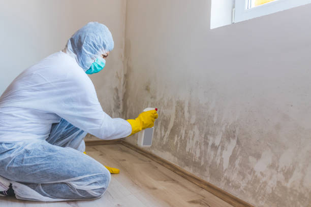 Licensed Attic Mold Removal service in Dover, MA - WQB Mold Removal