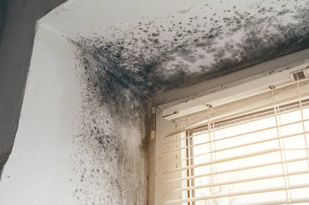 Affordable Attic Mold Removal solutions in Dover, MA