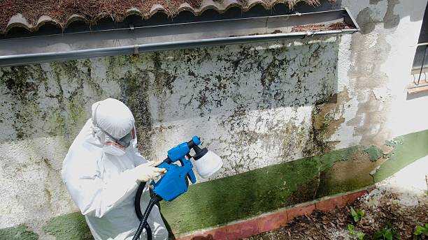 Top rated local Attic Mold Removal specialists in Dover, MA